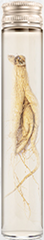 Fresh Ginseng